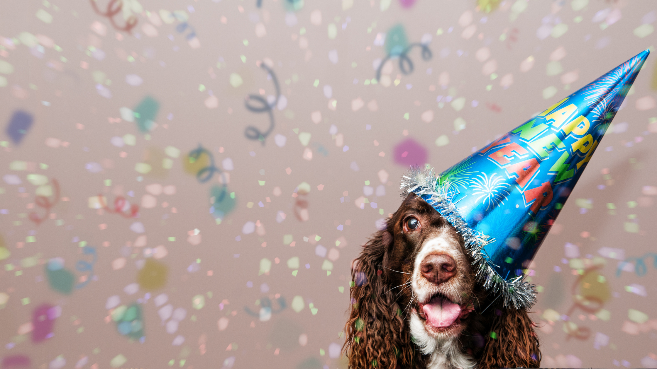 10 New Year’s Eve Pet Dangers