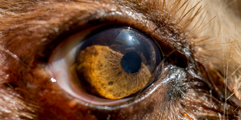 corneal ulcers, corneal ulcers in dogs, corneal ulcers in cats, dog eye health, cat eye health, dog ophthalmology, cat ophthalmology, veterinary ophthalmology, Animal Emergency & Referral Center of Minnesota, pet health, ophthalmology for pets, Twin Cities veterinary ophthalmologist, Minnesota veterinary ophthalmologist, Dr. Rogen 