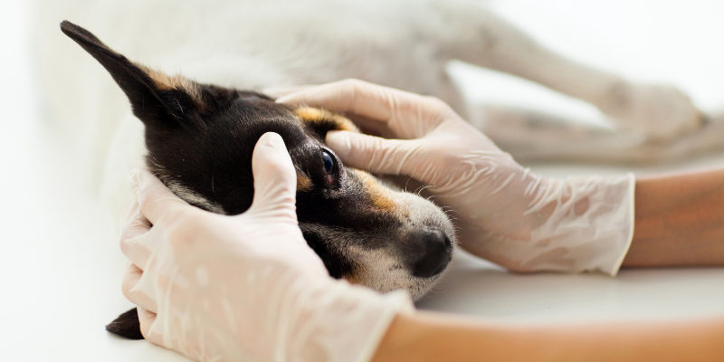 corneal ulcers, corneal ulcers in dogs, corneal ulcers in cats, dog eye health, cat eye health, dog ophthalmology, cat ophthalmology, veterinary ophthalmology, Animal Emergency & Referral Center of Minnesota, pet health, ophthalmology for pets, Twin Cities veterinary ophthalmologist, Minnesota veterinary ophthalmologist, Dr. Rogen 