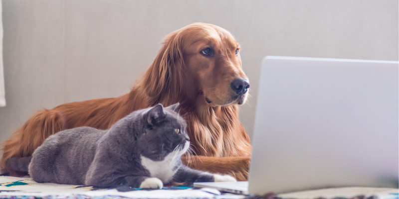 top blogs, pet blogs, pet health blog, pet health blogger, Twin Cities blogger, Minnesota blogger, Animal Emergency & Referral Center of Minnesota, Twin Cities emergency vet, Minnesota emergency vet, Twin Cities specialty veterinary referral center, Minnesota specialty veterinary referral center