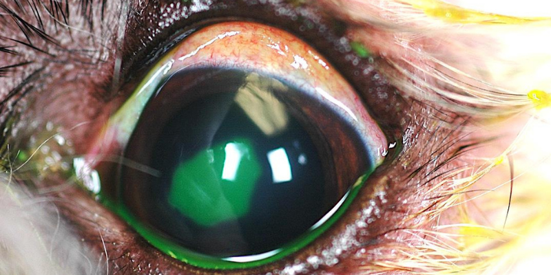 corneal ulcers, corneal ulcers in dogs, corneal ulcers in cats, dog eye health, cat eye health, dog ophthalmology, cat ophthalmology, veterinary ophthalmology, Animal Emergency & Referral Center of Minnesota, pet health, ophthalmology for pets, Twin Cities veterinary ophthalmologist, Minnesota veterinary ophthalmologist, Dr. Rogen 