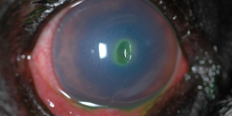 corneal ulcers, corneal ulcers in dogs, corneal ulcers in cats, dog eye health, cat eye health, dog ophthalmology, cat ophthalmology, veterinary ophthalmology, Animal Emergency & Referral Center of Minnesota, pet health, ophthalmology for pets, Twin Cities veterinary ophthalmologist, Minnesota veterinary ophthalmologist, Dr. Rogen 