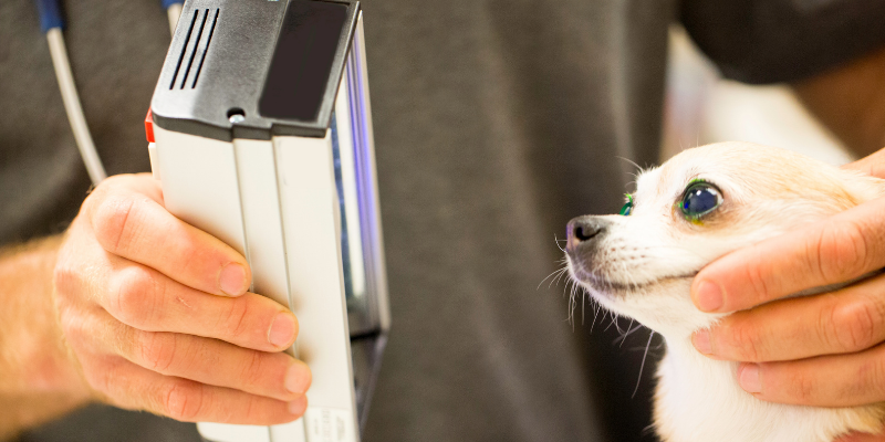 corneal ulcers, corneal ulcers in dogs, corneal ulcers in cats, dog eye health, cat eye health, dog ophthalmology, cat ophthalmology, veterinary ophthalmology, Animal Emergency & Referral Center of Minnesota, pet health, ophthalmology for pets, Twin Cities veterinary ophthalmologist, Minnesota veterinary ophthalmologist, Dr. Rogen 