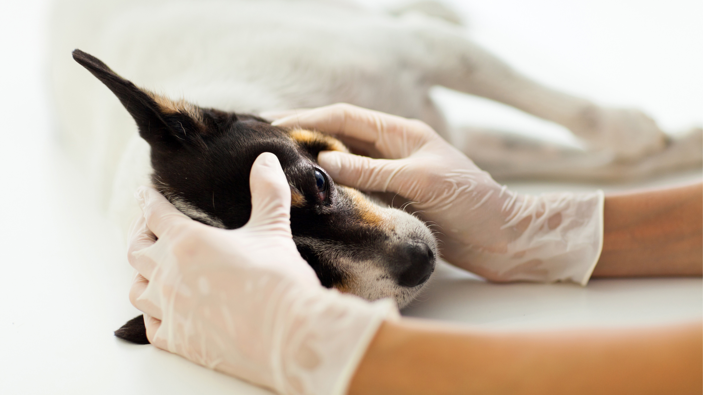 Corneal Ulcers in Dogs and Cats