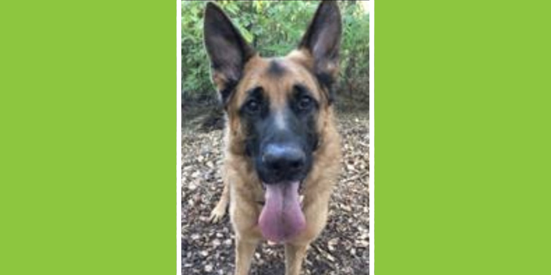 Gastric Dilatation and Volvulus, GDV, veterinary emergency, German Shepherd, dog health, dog emergency, gastropexy, veterinary emergency surgery, Animal Emergency & Referral Center of Minnesota, AERC Surgery, AERC Critical Care and Emergency Medicine