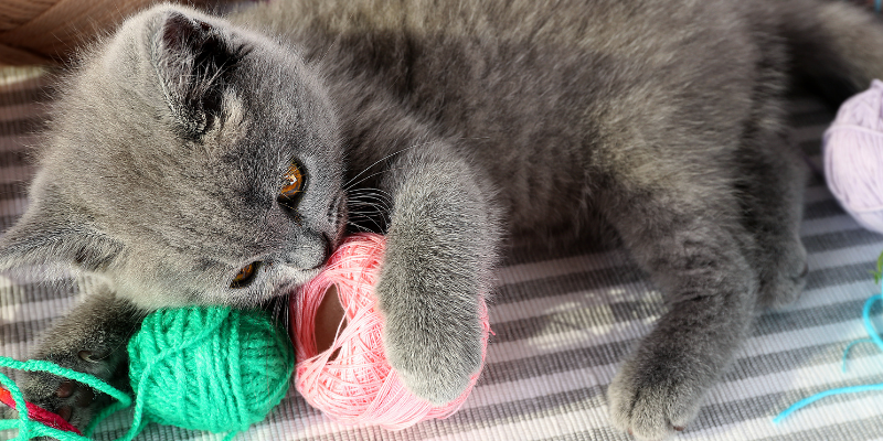 cat, yarn, what to do if pet eats foreign body, how do i know if my pet ate foreign body, foreign body symptoms in cats, foreign body symptoms in dogs, foreign body treatment for pets, pet emergency, foreign body, foreign body obstruction, foreign body surgery, pets, pet health, AERC Surgery, AERC Critical Care and Emergency Medicine, Animal Emergency & Referral Center of Minnesota, Twin Cities emergency vet, Saint Paul emergency vet, Oakdale emergency vet, Minnesota emergency vet