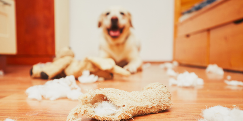 dog, stuffed animal, what to do if pet eats foreign body, how do i know if my pet ate foreign body, foreign body symptoms in cats, foreign body symptoms in dogs, foreign body treatment for pets, pet emergency, foreign body, foreign body obstruction, foreign body surgery, pets, pet health, AERC Surgery, AERC Critical Care and Emergency Medicine, Animal Emergency & Referral Center of Minnesota, Twin Cities emergency vet, Saint Paul emergency vet, Oakdale emergency vet, Minnesota emergency vet