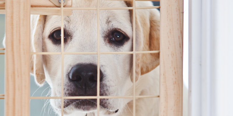 dog, gate, what to do if pet eats foreign body, how do i know if my pet ate foreign body, foreign body symptoms in cats, foreign body symptoms in dogs, foreign body treatment for pets, pet emergency, foreign body, foreign body obstruction, foreign body surgery, pets, pet health, AERC Surgery, AERC Critical Care and Emergency Medicine, Animal Emergency & Referral Center of Minnesota, Twin Cities emergency vet, Saint Paul emergency vet, Oakdale emergency vet, Minnesota emergency vet