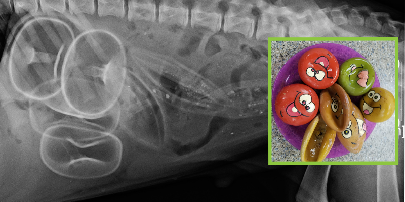 x-ray, foreign body, squeaker toys, what to do if pet eats foreign body, how do i know if my pet ate foreign body, foreign body symptoms in cats, foreign body symptoms in dogs, foreign body treatment for pets, pet emergency, foreign body, foreign body obstruction, foreign body surgery, pets, pet health, AERC Surgery, AERC Critical Care and Emergency Medicine, Animal Emergency & Referral Center of Minnesota, Twin Cities emergency vet, Saint Paul emergency vet, Oakdale emergency vet, Minnesota emergency vet