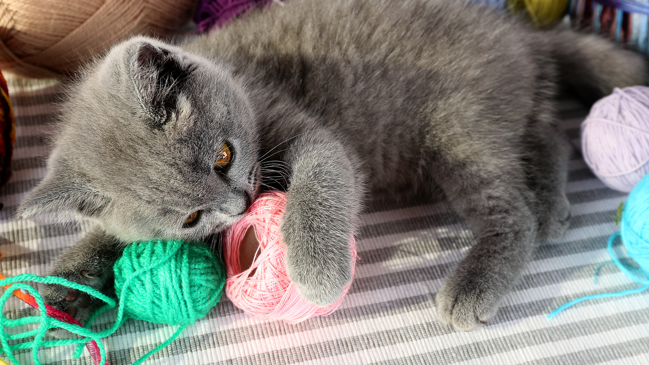 How to Tell if Your Pet Has Ingested a Foreign Body