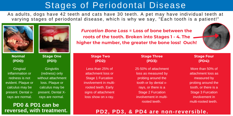 stages, Periodontal Disease, Periodontal Disease in pets, Periodontal Disease in dogs, Periodontal Disease in cats, veterinary dentistry, AERC Dentistry & Oral Surgery Service, Animal Emergency & Referral Center of Minnesota, AERC, Minnesota veterinary dentist, Minnesota board-certified veterinary dentist, Twin Cities board-certified veterinary dentist, Oakdale veterinary dentistry