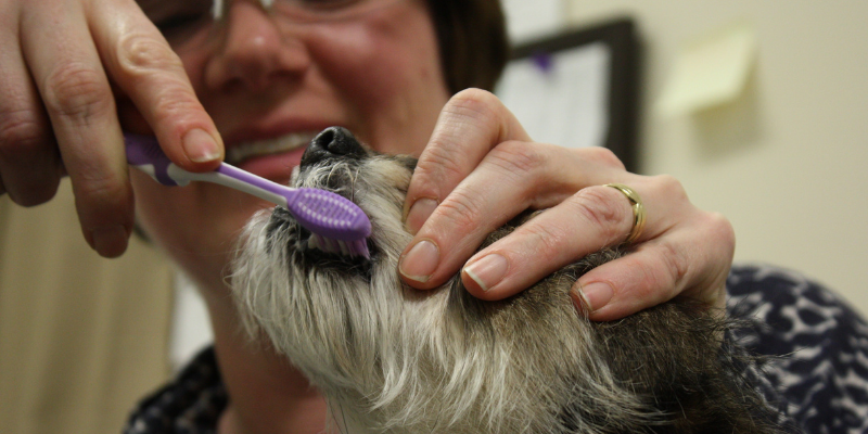 preventative care, brushing dog's teeth, Periodontal Disease, Periodontal Disease in pets, Periodontal Disease in dogs, Periodontal Disease in cats, veterinary dentistry, AERC Dentistry & Oral Surgery Service, Animal Emergency & Referral Center of Minnesota, AERC, Minnesota veterinary dentist, Minnesota board-certified veterinary dentist, Twin Cities board-certified veterinary dentist, Oakdale veterinary dentistry