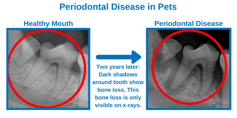 x-rays, before and after, Periodontal Disease, Periodontal Disease in pets, Periodontal Disease in dogs, Periodontal Disease in cats, veterinary dentistry, AERC Dentistry & Oral Surgery Service, Animal Emergency & Referral Center of Minnesota, AERC, Minnesota veterinary dentist, Minnesota board-certified veterinary dentist, Twin Cities board-certified veterinary dentist, Oakdale veterinary dentistry