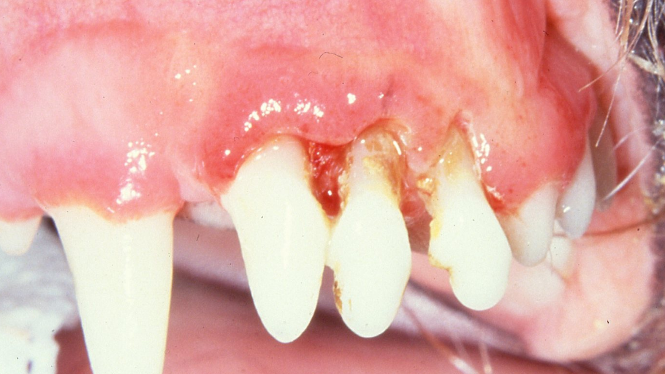 Top 5 Things Pet Owners Need to Know about Periodontal Disease