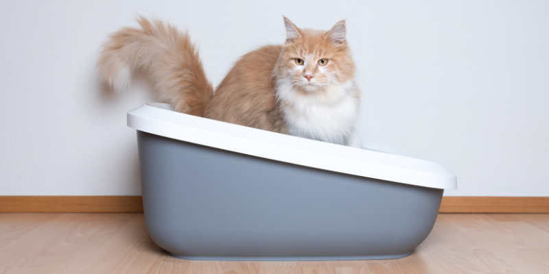 cat health, cat urinary issues, cats, litter box issues, Feline Idiopathic Cystitis, urinary obstructions in cats, Animal Emergency & Referral Center of Minnesota, cat emergency