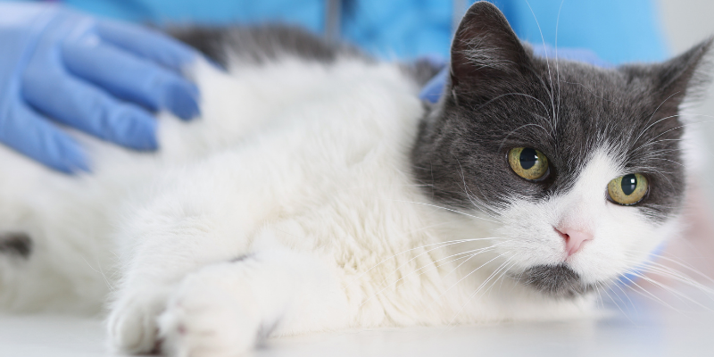 cat health, cat urinary issues, cats, litter box issues, Feline Idiopathic Cystitis, urinary obstructions in cats, Animal Emergency & Referral Center of Minnesota, cat emergency