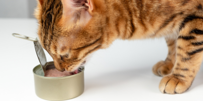 cat health, cat urinary issues, cats, litter box issues, Feline Idiopathic Cystitis, urinary obstructions in cats, Animal Emergency & Referral Center of Minnesota, cat emergency