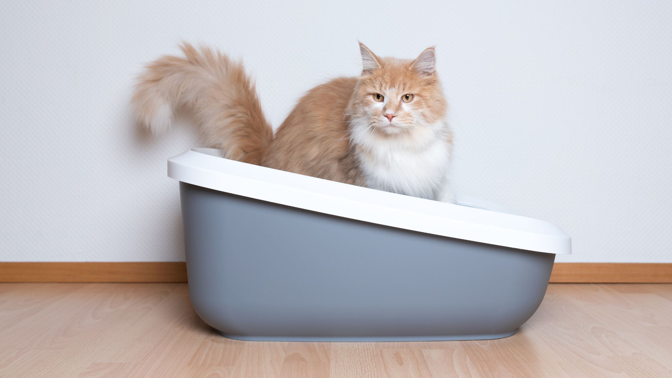 Recognition and Management of Feline Idiopathic Cystitis and Urinary Obstructions in Cats