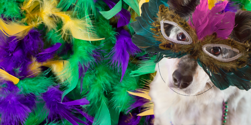 Mardi Gras, Mardi Gras pet toxins, Mardi Gras pet dangers, pet safety, pet dangers, emergency vet, Animal Emergency & Referral Center of Minnesota, Twin Cities emergency animal hospital, Minnesota emergency animal hospital