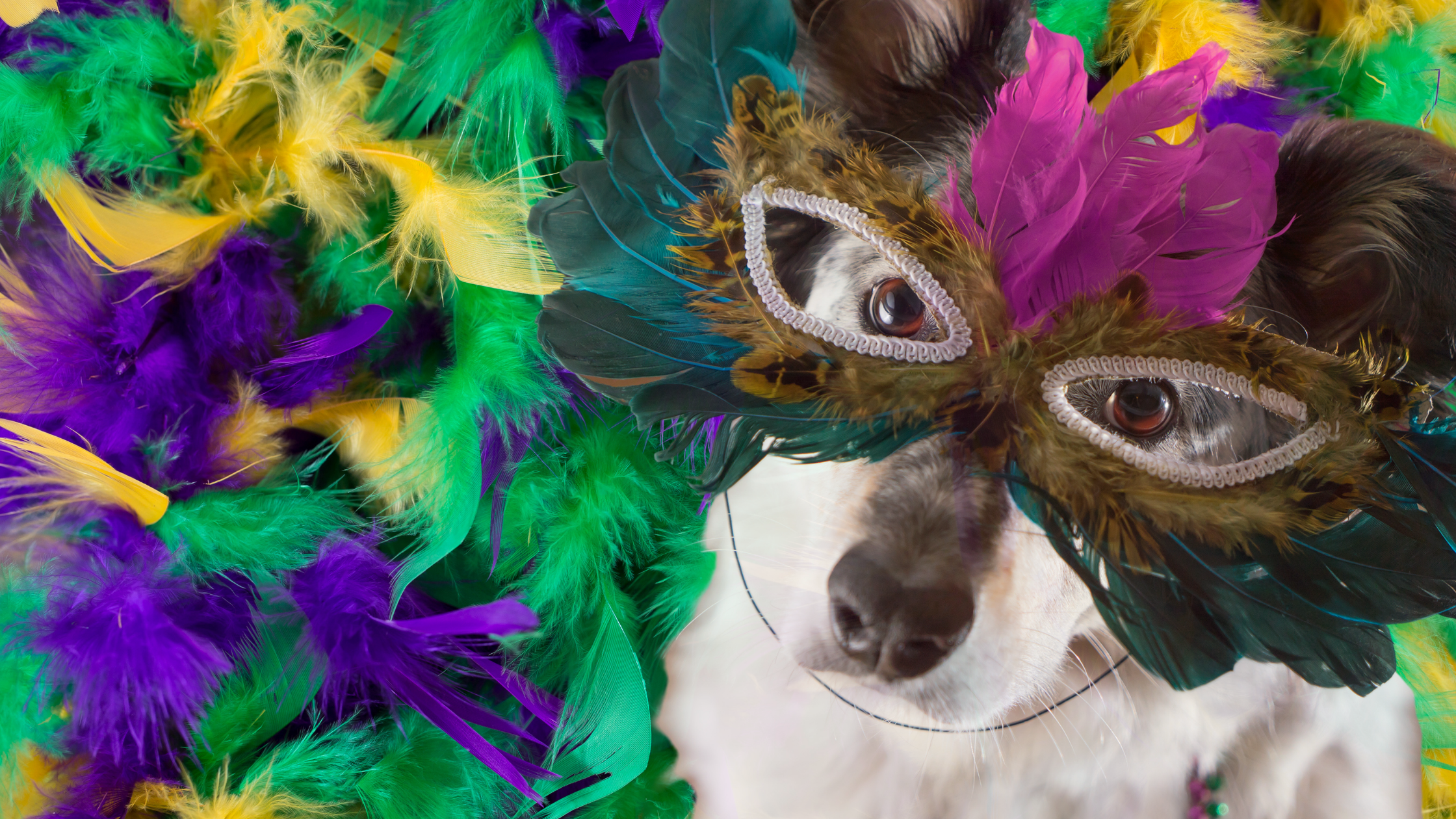 Potential Mardi Gras Pet Dangers