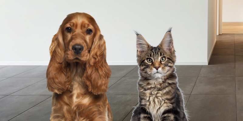 cats, dogs, Cardiomyopathies, Cardiomyopathies in dogs, Cardiomyopathies in cats, dilated cardiomyopathy, hypertrophic cardiomyopathy, pet health, veterinary cardiology, board-certified veterinary cardiologist, Twin Cities veterinary cardiologist, Minnesota veterinary cardiologist, Animal Emergency & Referral Center of Minnesota