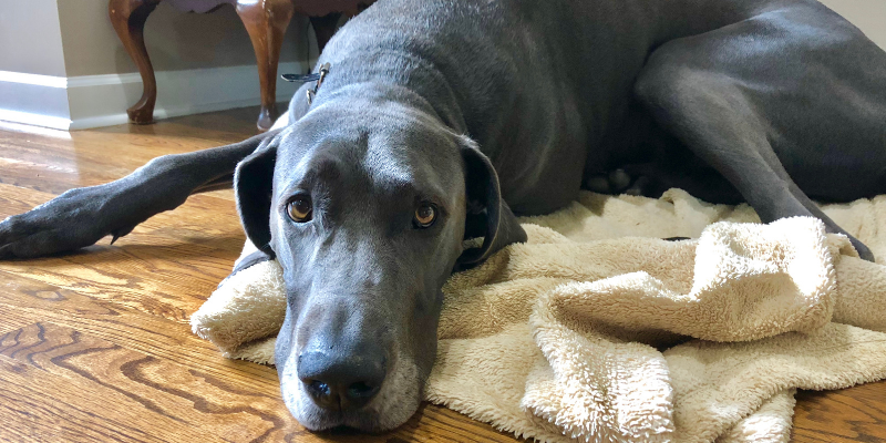 Cardiomyopathies, Cardiomyopathies in dogs, Cardiomyopathies in cats, dilated cardiomyopathy, hypertrophic cardiomyopathy, pet health, veterinary cardiology, board-certified veterinary cardiologist, Twin Cities veterinary cardiologist, Minnesota veterinary cardiologist, Animal Emergency & Referral Center of Minnesota