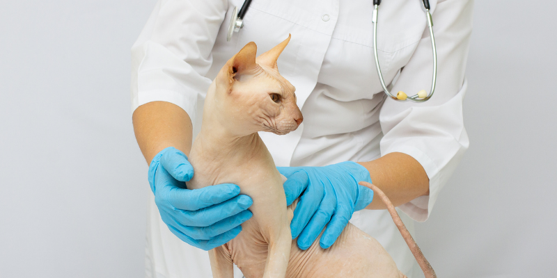 Cardiomyopathies, Cardiomyopathies in dogs, Cardiomyopathies in cats, dilated cardiomyopathy, hypertrophic cardiomyopathy, pet health, veterinary cardiology, board-certified veterinary cardiologist, Twin Cities veterinary cardiologist, Minnesota veterinary cardiologist, Animal Emergency & Referral Center of Minnesota