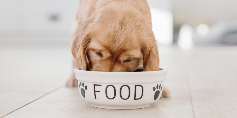 Cardiomyopathies, Cardiomyopathies in dogs, Cardiomyopathies in cats, dilated cardiomyopathy, hypertrophic cardiomyopathy, pet health, veterinary cardiology, board-certified veterinary cardiologist, Twin Cities veterinary cardiologist, Minnesota veterinary cardiologist, Animal Emergency & Referral Center of Minnesota