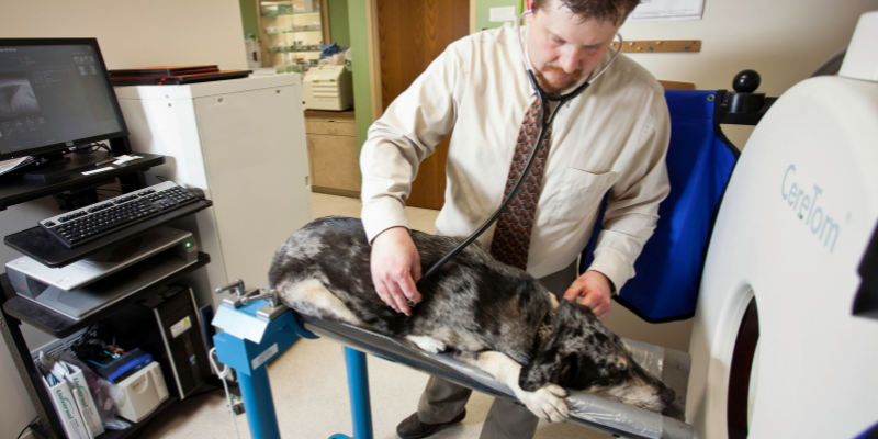 pet health, CT scan, veterinary radiology imaging options, advanced imaging for pets, veterinary imaging, veterinary radiology, board-certified radiologist, Animal Emergency & Referral Center of Minnesota, Twin Cities veterinary radiologist, Minnesota veterinary radiologist, Minnesota veterinary imaging, Twin Cities veterinary imaging, pet health