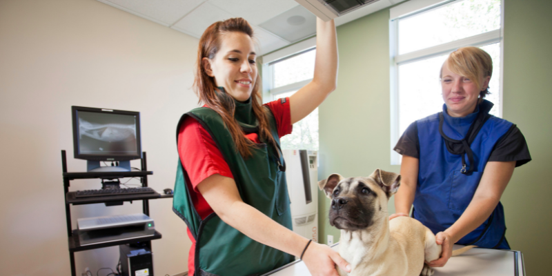 x-rays, veterinary clinic, veterinary x-rays, veterinary radiology imaging options, advanced imaging for pets, veterinary imaging, veterinary radiology, board-certified radiologist, Animal Emergency & Referral Center of Minnesota, Twin Cities veterinary radiologist, Minnesota veterinary radiologist, Minnesota veterinary imaging, Twin Cities veterinary imaging, pet health 