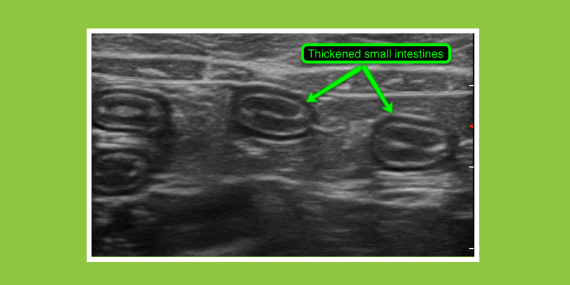 ultrasound, cat ultrasound, veterinary radiology imaging options, advanced imaging for pets, veterinary imaging, veterinary radiology, board-certified radiologist, Animal Emergency & Referral Center of Minnesota, Twin Cities veterinary radiologist, Minnesota veterinary radiologist, Minnesota veterinary imaging, Twin Cities veterinary imaging, pet health 