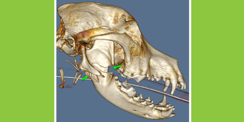 CT scan, 3D image reconstructed, veterinary radiology imaging options, advanced imaging for pets, veterinary imaging, veterinary radiology, board-certified radiologist, Animal Emergency & Referral Center of Minnesota, Twin Cities veterinary radiologist, Minnesota veterinary radiologist, Minnesota veterinary imaging, Twin Cities veterinary imaging, pet health 