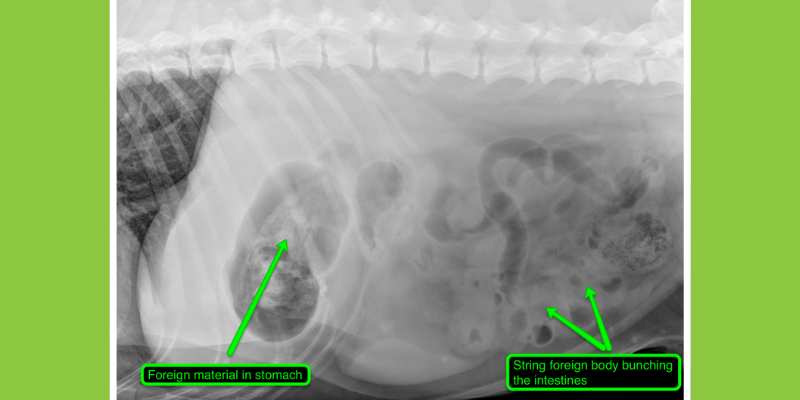 x-ray, dog x-ray, veterinary radiology imaging options, advanced imaging for pets, veterinary imaging, veterinary radiology, board-certified radiologist, Animal Emergency & Referral Center of Minnesota, Twin Cities veterinary radiologist, Minnesota veterinary radiologist, Minnesota veterinary imaging, Twin Cities veterinary imaging, pet health 