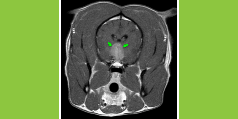 MRI, veterinary radiology imaging options, advanced imaging for pets, veterinary imaging, veterinary radiology, board-certified radiologist, Animal Emergency & Referral Center of Minnesota, Twin Cities veterinary radiologist, Minnesota veterinary radiologist, Minnesota veterinary imaging, Twin Cities veterinary imaging, pet health 