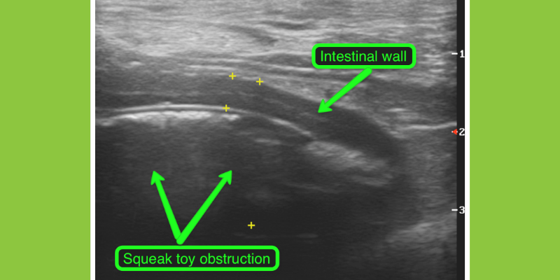 ultrasound, dog ultrasound, veterinary radiology imaging options, advanced imaging for pets, veterinary imaging, veterinary radiology, board-certified radiologist, Animal Emergency & Referral Center of Minnesota, Twin Cities veterinary radiologist, Minnesota veterinary radiologist, Minnesota veterinary imaging, Twin Cities veterinary imaging, pet health 