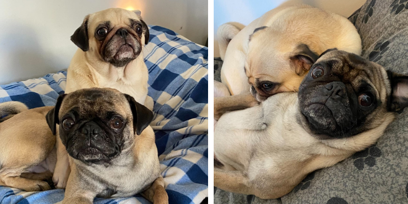 frank the pug, bladder stones, Fur-Tunately, Stories of Animal Survival, Animal Emergency & Referral Center of Minnesota, Twin Cities emergency vet, Saint Paul emergency vet, Oakdale emergency vet, Minnesota emergency vet, emergency veterinary care
