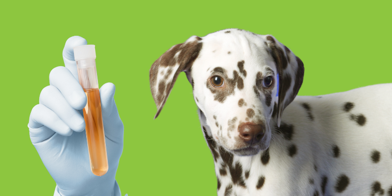 why is my dog peeing blood, bloody urine, blood in urine, dog has bloody urine, why does my dog have bloody urine, urinary inflammation, bladder stones, kidney disease, dogs, dog health, Animal Emergency & Referral Center of Minnesota