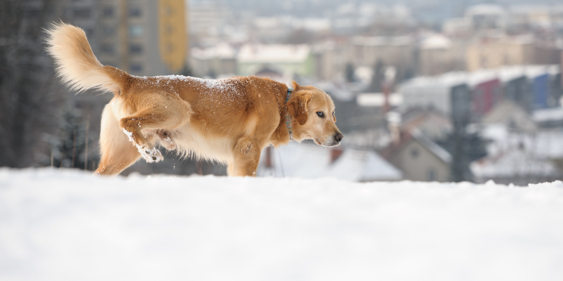 why is my dog peeing blood, bloody urine, blood in urine, dog has bloody urine, why does my dog have bloody urine, urinary inflammation, bladder stones, kidney disease, dogs, dog health, Animal Emergency & Referral Center of Minnesota