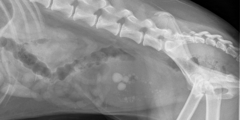 why is my dog peeing blood, bloody urine, blood in urine, dog has bloody urine, why does my dog have bloody urine, urinary inflammation, bladder stones, kidney disease, dogs, dog health, Animal Emergency & Referral Center of Minnesota