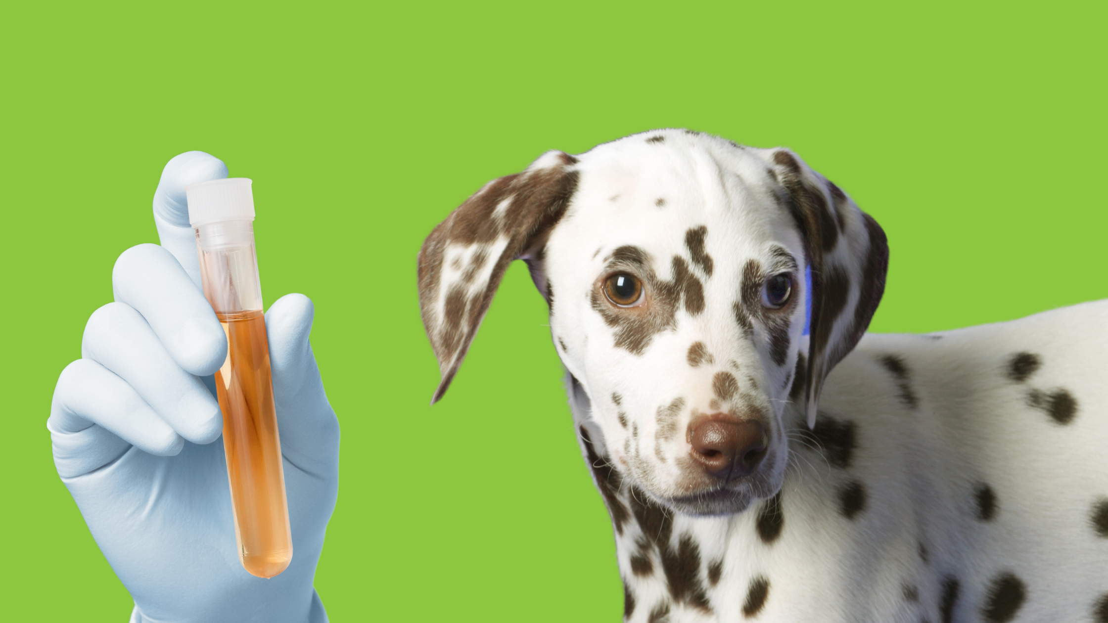 Why is My Dog Peeing Blood?