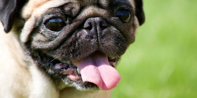 pets, pet health, pet emergency, dog health, cat health, Respiratory Distress, difficulty breathing, emergency vet, Animal Emergency & Referral Center of Minnesota, Twin Cities emergency vet, Minnesota emergency vet 