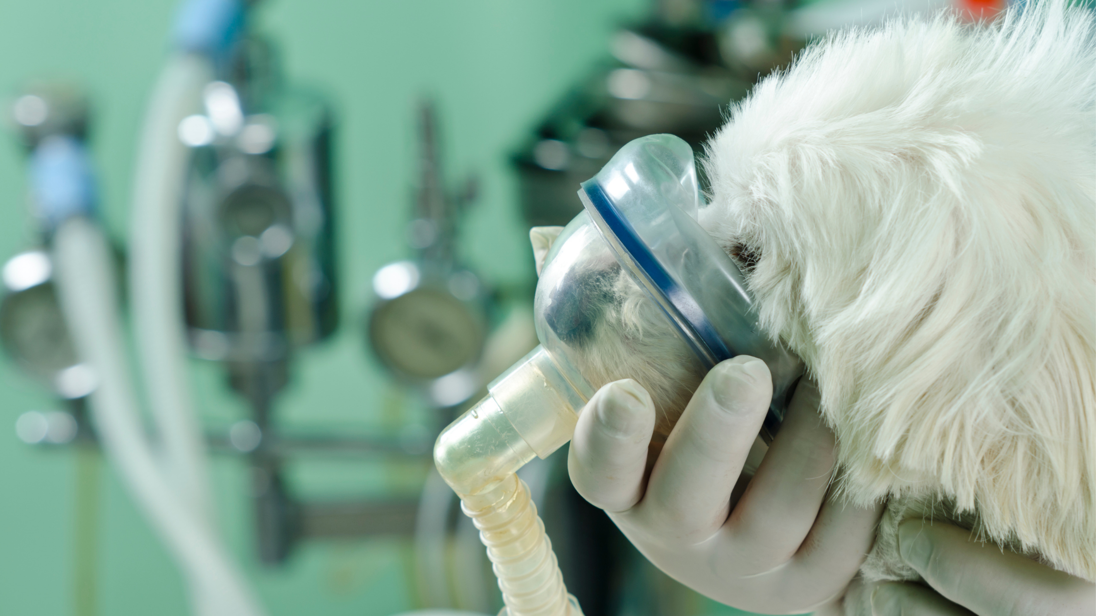 How to Know if Your Pet is Experiencing Respiratory Distress