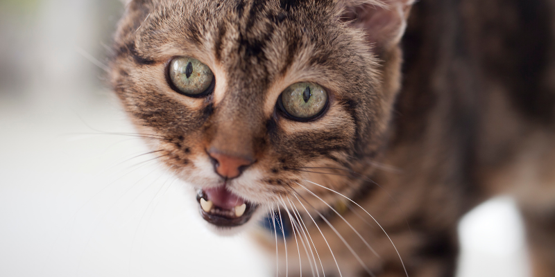 pets, pet health, pet emergency, dog health, cat health, Respiratory Distress, difficulty breathing, emergency vet, Animal Emergency & Referral Center of Minnesota, Twin Cities emergency vet, Minnesota emergency vet 