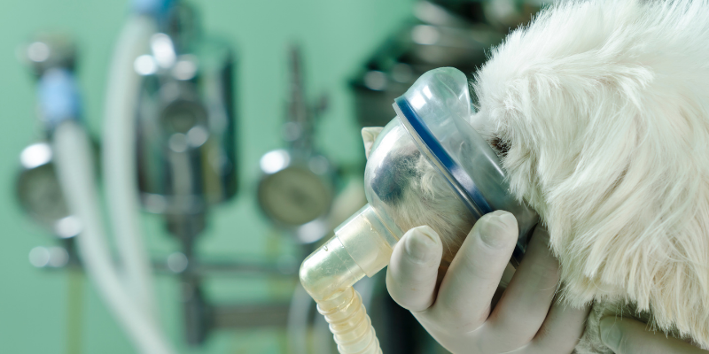 pets, pet health, pet emergency, dog health, cat health, Respiratory Distress, difficulty breathing, emergency vet, Animal Emergency & Referral Center of Minnesota, Twin Cities emergency vet, Minnesota emergency vet 