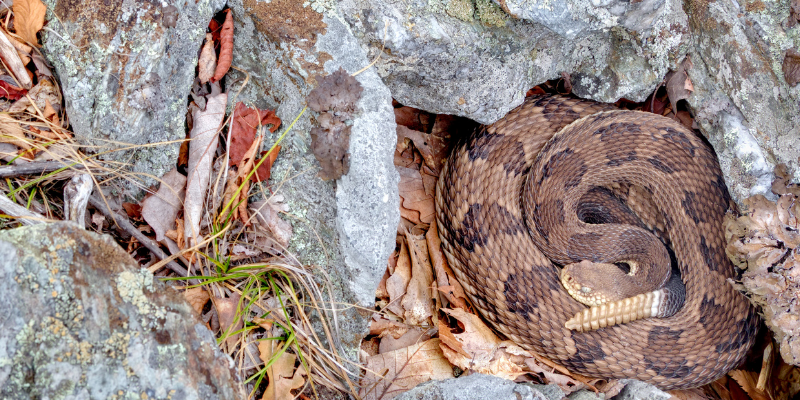 rattlesnakes, rattlesnake bites, what to do if pet is bit by snake, what to do if dog is bit by snake, snake bites, venomous snake bites, pet emergency, pet health, Twin Cities emergency pet, Minnesota emergency pet, southern Minnesota rattlesnakes, Animal Emergency & Referral Center of Minnesota