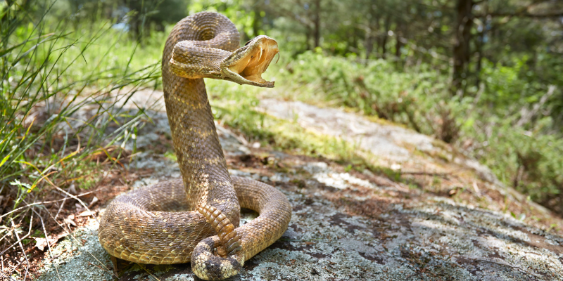 rattlesnakes, rattlesnake bites, what to do if pet is bit by snake, what to do if dog is bit by snake, snake bites, venomous snake bites, pet emergency, pet health, Twin Cities emergency pet, Minnesota emergency pet, southern Minnesota rattlesnakes, Animal Emergency & Referral Center of Minnesota