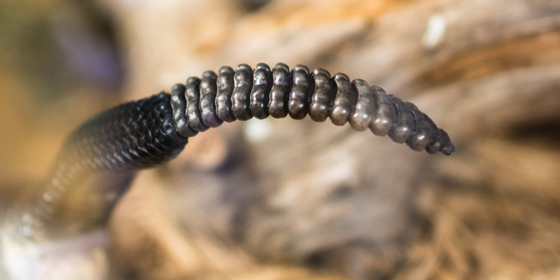 rattlesnakes, rattlesnake bites, what to do if pet is bit by snake, what to do if dog is bit by snake, snake bites, venomous snake bites, pet emergency, pet health, Twin Cities emergency pet, Minnesota emergency pet, southern Minnesota rattlesnakes, Animal Emergency & Referral Center of Minnesota