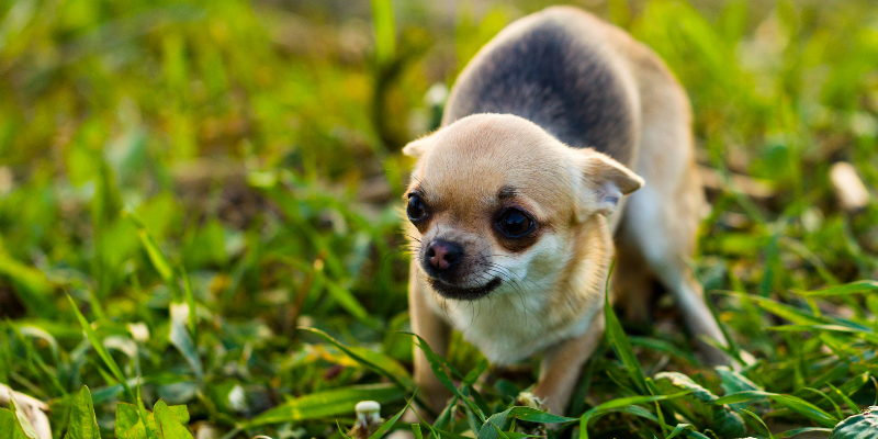 dog parks, dog park dangers, dog bites, dog bite wounds, dog emergency, pet emergency, dog owners, dog parents, Animal Emergency & Referral Center of Minnesota, bite prevention, dog bite injuries, keep your dogs safe, dog park safety tips