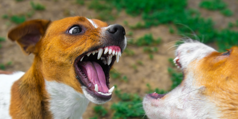 dog parks, dog park dangers, dog bites, dog bite wounds, dog emergency, pet emergency, dog owners, dog parents, Animal Emergency & Referral Center of Minnesota, bite prevention, dog bite injuries, keep your dogs safe, dog park safety tips