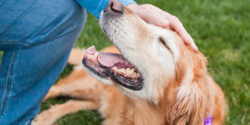 dog parks, dog park dangers, dog bites, dog bite wounds, dog emergency, pet emergency, dog owners, dog parents, Animal Emergency & Referral Center of Minnesota, bite prevention, dog bite injuries, keep your dogs safe, dog park safety tips